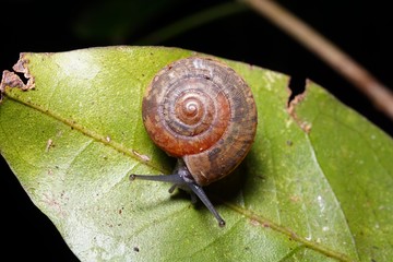 a snails in a forest, background is a bokeh of day light, real small animals life from natural, small life concept, with copy space.