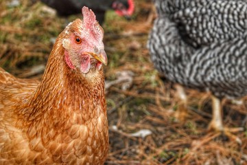 1021 - Chicken for Hayley (1021-ANI-010819-0102P)