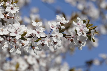 Kirschblüten auf  Baumzweigen