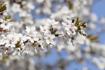 Kirschblüten auf  Baumzweigen