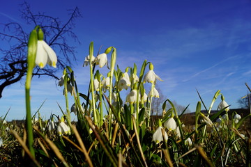Obraz premium Leucojum vernum, spring flower - March, Central European plant