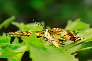 Papilio machaon on green plant