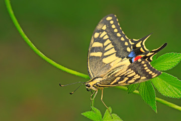 Naklejka premium Papilio machaon on green plant