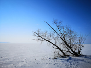 Trees in the winter landscape on the background of a large empty space in Russia