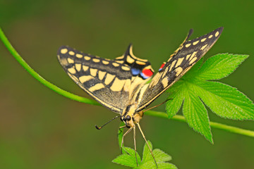 Papilio machaon on green plant