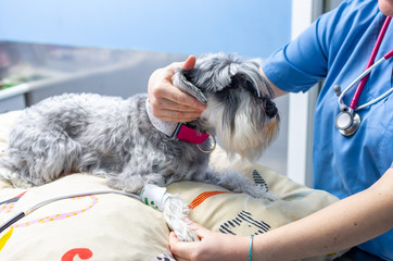 Veterinarian measuring the blood pressure of a miniature schnauzer