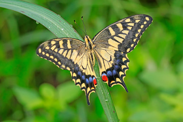 Papilio machaon on green plant