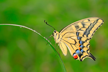 Papilio machaon on green plant