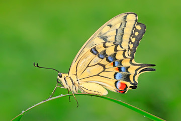 Fototapeta na wymiar Papilio machaon on green plant