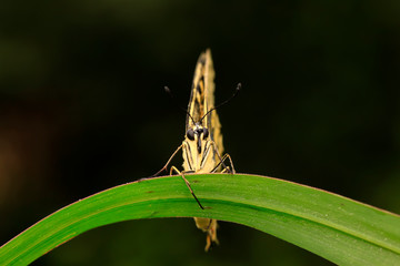Papilio machaon on green plant