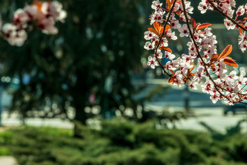 Flower buds on trees with a blurred background children's playground