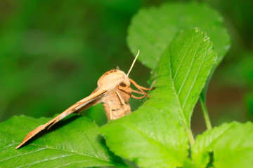 Bean hawkmoth on green leaf in the wild