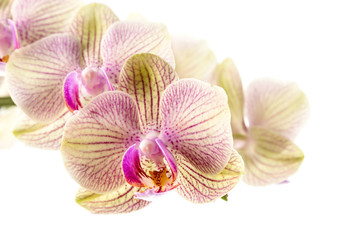 Fototapeta na wymiar Image with orchid.