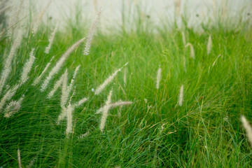 Flower grass of grass in garden