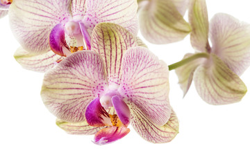 Image with orchid.