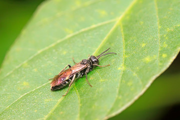 sawfly on plant