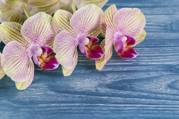 Image with orchid.