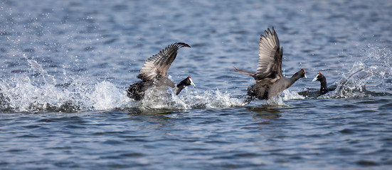 Red Knobbed Coots fighting on a pond for domination of territory