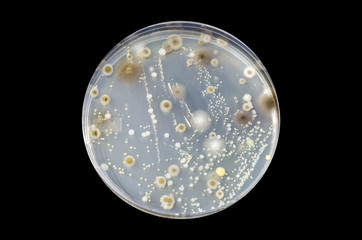 Colonies of different bacteria and mold fungi grown on Petri dish with Tryptic soy agar, isolated on black background