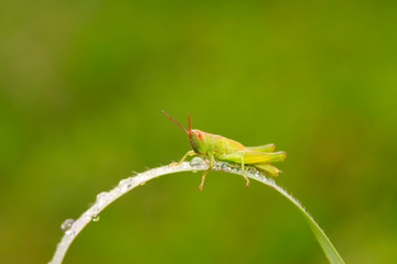 Oxyachinensis on plant