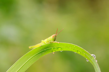 Oxyachinensis on plant