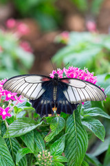 Close-up of a black butterfly sitting on pink flowers
