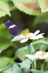 Macro of a black and white butterfly sitting on a yellow flower