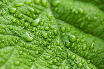 Raindrops on a leaf