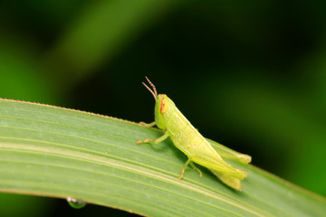 Oxyachinensis on plant