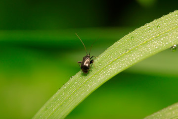 stinkbug on plant