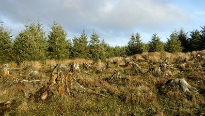 There used to be a big forest here.