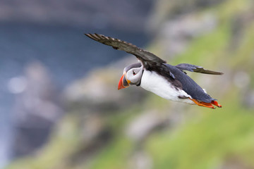 Puffin in flight to catch fish on Shetland Island with strong winds
