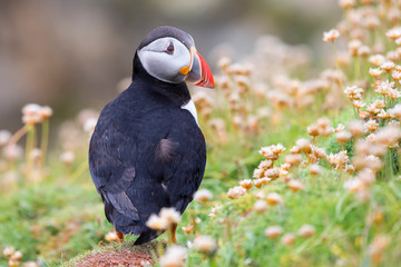 Puffin on Shetland Island resting in green grass and small white flowers