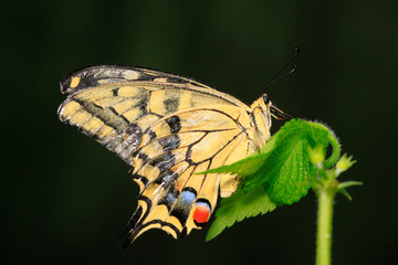 Papilio machaon on green plant