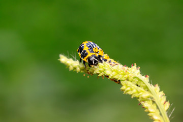 Cucullia fraterna on green leaf
