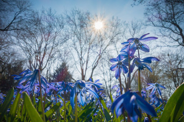 blue scilla in the spring sunbeam - obrazy, fototapety, plakaty