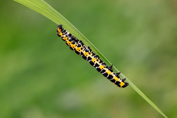 Cucullia fraterna on green leaf