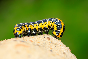 Cucullia fraterna on green leaf
