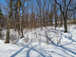 Winter Russian forest landscape with trees in early spring, melting snow