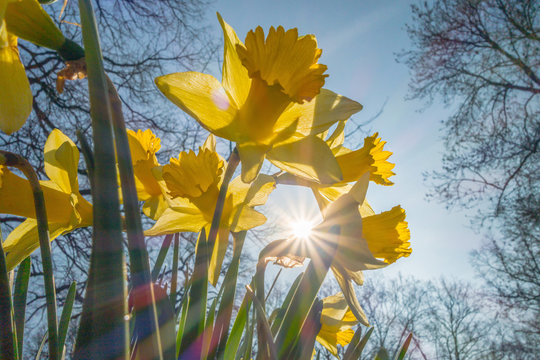 yellow daffodil in the spring sunbeam