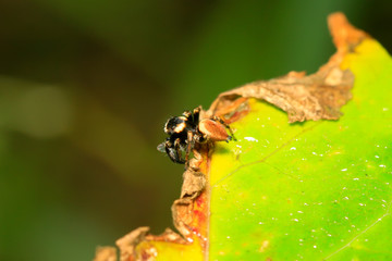 jumping spider on plant