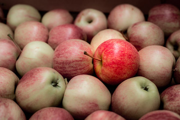 Red apple, which stands out among others. (Evrika, signal, alternative, solution, problem solving, pleasure, isolation, children-dawn, gender - concept)