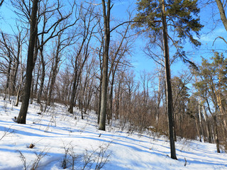 Winter Russian forest landscape with trees in early spring, melting snow