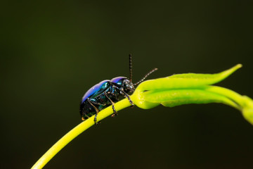 Chrysochus chinensis Baly on plant