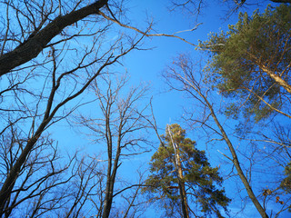 Pine branches in the Russian winter forest landscape