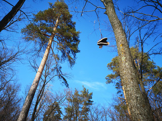 Old shoes hanging on a rope on a pine branch in Russia