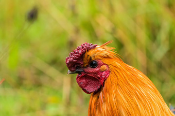 Close-up picture about one of the genetically clear hens