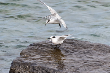Sandwich Terns (Thalasseus sandvicensis)