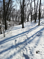 Shadows of trees in the snow in the winter landscape