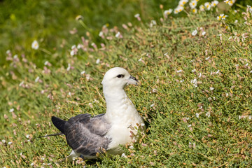 Northern arctic fulmar(Fulmarus glaciaris)